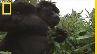 How to Survive a Gorilla Charge  National Geographic [upl. by Leamsi]