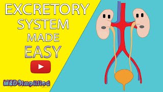 Kidney Disease and Dialysis  Health  Biology  FuseSchool [upl. by Nrevel]