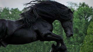 WATCH AND BE CAPTIVATED FRIESIAN STALLION FREDERIK THE GREAT [upl. by Llerreg]