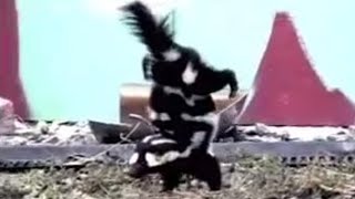 Spotted Skunk Handstand  Weird Nature  BBC Studios [upl. by Brantley]