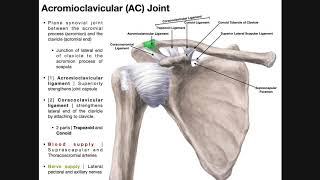 Ligamentoplastie DT4 ligament croisé antérieur [upl. by Gladi403]