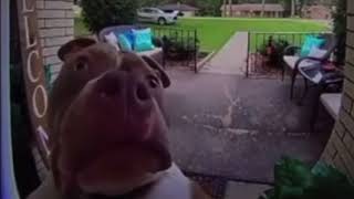 SUS Ringdoorbell Dog MEME [upl. by Cyprian]