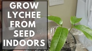 How To Grow Lychee From Seed Indoors [upl. by Leciram563]