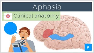 Aphasia Wernickes vs Brocas  Clinical Anatomy  Kenhub [upl. by Ddej]