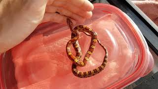 Baby Corn Snakes Update [upl. by Leumek249]