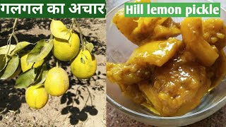 गलगल का खट्टा मीठा अचार।Hill lemon pickle from himachali rasoiGalgal pickle recipe [upl. by Benjie]