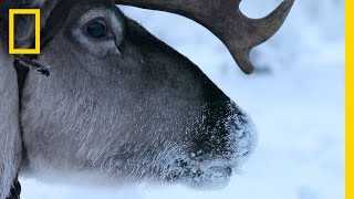 Hitch a Ride with Reindeer Herders  National Geographic [upl. by Reo]