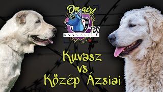 KözépÁzsiai Juhászkutya vs Kuvasz Őrzővédő kutya bajnokság DogCast TV [upl. by Bolte855]