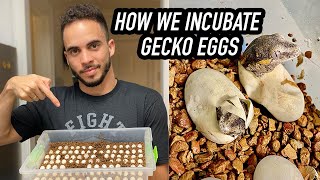 Incubating Crested Gecko Eggs [upl. by Dyanna]