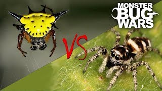 Spider vs Spider Showdowns 68  MONSTER BUG WARS [upl. by Temhem]