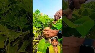 সোনালি রংয়ের তরমুজ⁉️😱 harvesting watermelon satisfyingcutting fruit foodcutting cuttingskills [upl. by Eylatan]