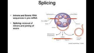 RNA Processing [upl. by Kaslik697]