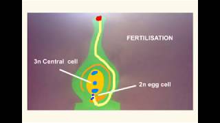 Animation of Plant pollination pollen tube growth and fertilisationTube nucleus [upl. by Maggie]