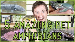 Five of the Best Pet Amphibians [upl. by Benedetta490]