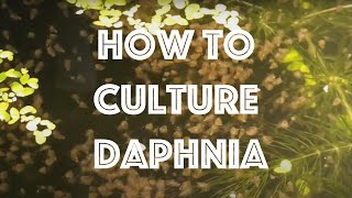 How To Culture Daphnia Magna [upl. by Hynda]