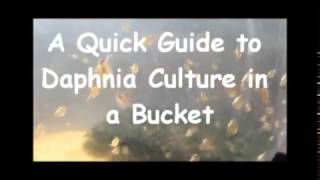 How to culture daphnia outside [upl. by Cynar]