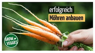 Möhren  Karotten erfolgreich anbauen  Gemüseanbau im Garten [upl. by Shult]