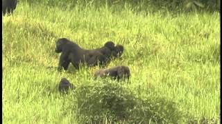 Western Lowland Gorillas Of Congo  Video [upl. by Rosa]