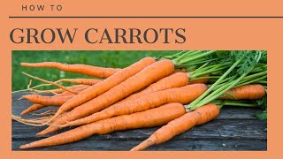 The Complete Guide to Growing Carrots [upl. by Caddaric]