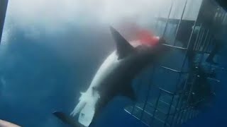 Great white shark dies after lunging at divers in cage and getting trapped CCTV English [upl. by Ialokin]