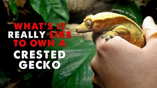 Owning A Crested Gecko  DAY IN THE LIFE [upl. by Analah]