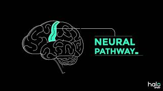 The Neuroscience of Learning [upl. by Ike]