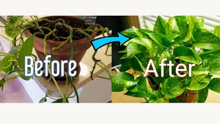 How to Propagate Pothos Vine [upl. by Xineohp386]