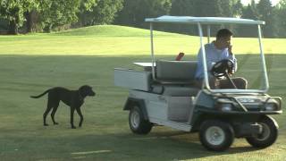 Super Dogs Thunder from Bidermann Golf Club in Greenville DE [upl. by Acisej]