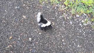 Baby skunk sprayed me [upl. by Accebor724]