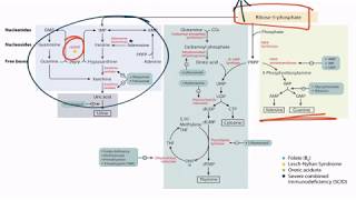 Purines amp Pyrimidines for the USMLE Step 1 [upl. by Ermine485]