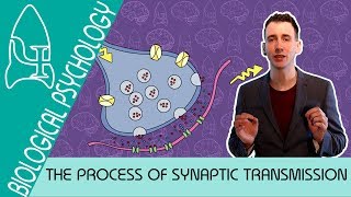 Synaptic Transmission  Biological Psychology AQA ALevel [upl. by Erinn889]