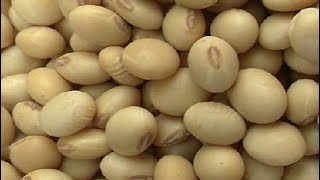 Harvesting and storing soya bean seed summary [upl. by Ahsimik]