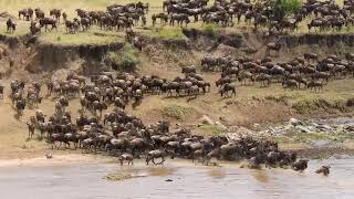 Kenya amp Tanzania  The Great Wildebeest Migration [upl. by Mutat]