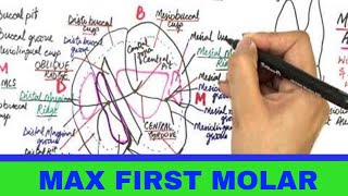 Maxillary Permanent First Molar  Tooth Morphology [upl. by Meng130]