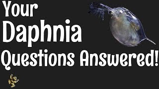 Daphnia Questions Answered [upl. by Peednus]