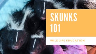 Skunks 101 [upl. by Aikenahs]