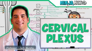 Neurology  Cervical Plexus [upl. by Caroline]