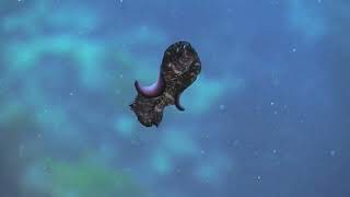 Flatworms platyhelminthes The First Hunter TheShapeOfLife [upl. by Shanta]