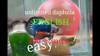 daphnia moina culture Easy way Unlimited production English  with sub Green water Chlorella [upl. by Arvell]