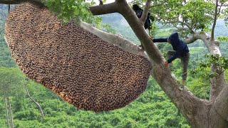 tree climbing skills without fear of heights harvesting honey from dangerous tall trees [upl. by Solly]