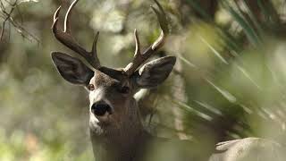 Identify Mule Deer vs Whitetailed Deer [upl. by Memory]