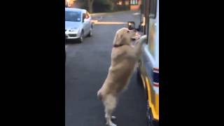 Zack the Golden Retriever and the ice cream man  Jukin Media Verified original [upl. by Nolat]