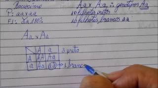 SOLUCIONANDO QUESTÃO DETERMINAÇÃO DO GENÓTIPO GENÉTICA  Angelo Vieira [upl. by Joelly88]