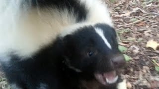 Vicious Skunk Attack [upl. by Thais125]