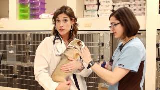 Eastown Vet Clinic  Hospital Tour [upl. by Adniralc]