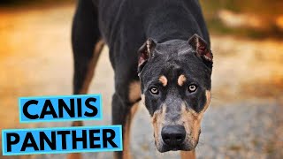 Canis Panther Dog Breed  TOP 10 Interesting Facts [upl. by Nirag269]