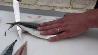 Passionate About Fish  How to fillet a Mackerel [upl. by Amaris]