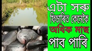 Fishery in assam  Fishering  সৰু ফিচাৰিত মাছ ডাঙৰ কেনেকৈ কৰিব পাৰি [upl. by Ynahteb]