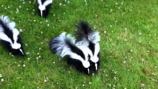 Baby Skunks [upl. by Molly]