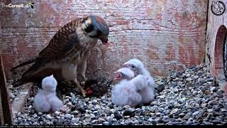 American Kestrel Chick Upended During Feeding – June 21 2018 [upl. by O'Doneven299]